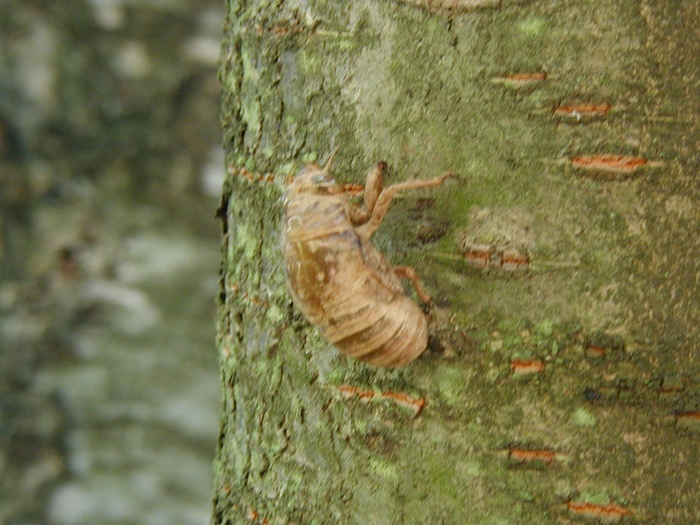08 Cicada