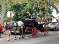 02 Horse and Carriage Taxi