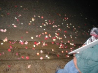 Rose petals on the ground by the protest.