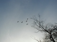 Some geese flying around.