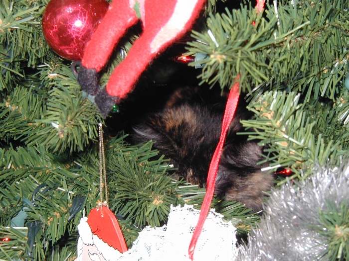 There's a cat, perched in the fake Christmas tree.  She really likes it in there.