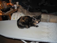 Tatiana, on the ironing board.