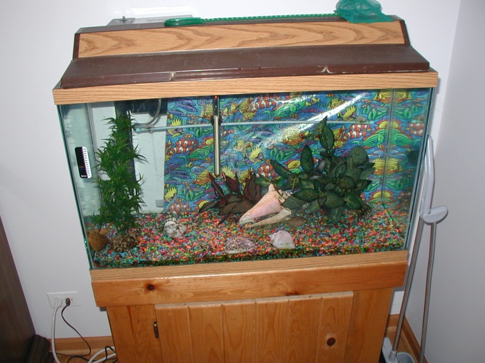 Our fish tank is in the corner of the living room.  There are a good number of fish hiding in the picture - can you find them all?