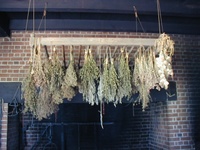 05 Kitchen Herbs